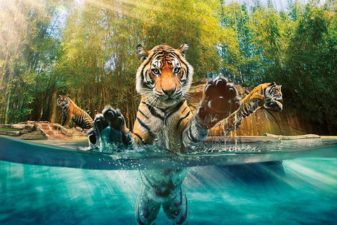 Croc Express To Australia Zoo From Brisbane - Sunshine Coast Tourism 11