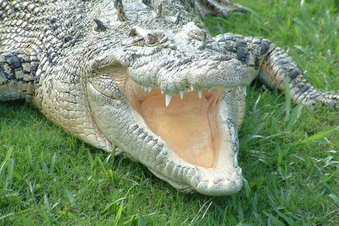 Croc Express To Australia Zoo From Brisbane - Sunshine Coast Tourism 10