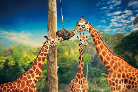 Croc Express To Australia Zoo From Brisbane - Sunshine Coast Tourism 8