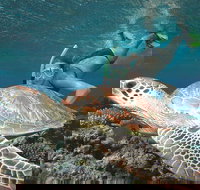 Great Barrier Reef Sailing and Snorkeling Cruise from Port Douglas - Holiday Sunshine Coast