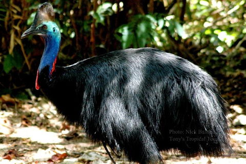 Daintree Rainforest, Cape Tribulation, Mossman Gorge In A Day - Holiday Sunshine Coast 1