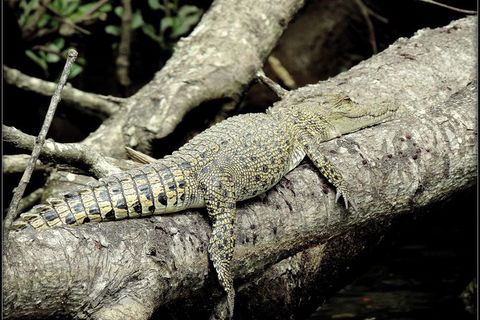 Daintree Rainforest, Cape Tribulation, Mossman Gorge In A Day - Holiday Sunshine Coast 4