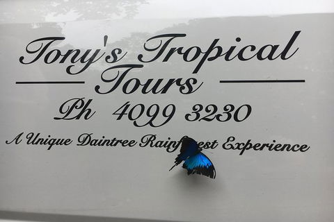 Daintree Rainforest, Cape Tribulation, Mossman Gorge In A Day - Holiday Sunshine Coast 7