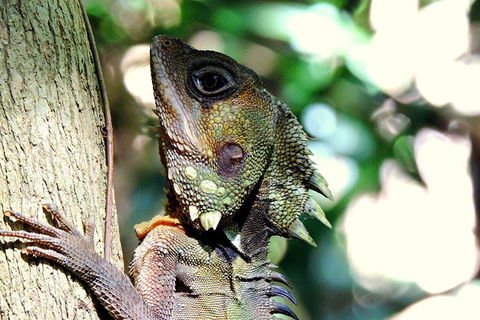 Daintree Rainforest, Cape Tribulation, Mossman Gorge In A Day - Holiday Sunshine Coast 8