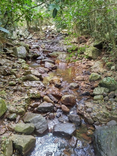 Springbrook AndTamborine Rainforest Tour Incl Natural Bridge And Glow Worm Cave - Sunshine Coast Tourism 4