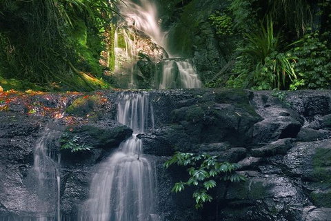 Springbrook AndTamborine Rainforest Tour Incl Natural Bridge And Glow Worm Cave - Sunshine Coast Tourism 1
