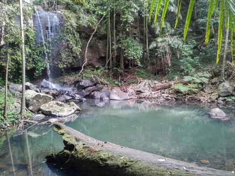 Springbrook AndTamborine Rainforest Tour Incl Natural Bridge And Glow Worm Cave - Sunshine Coast Tourism 3