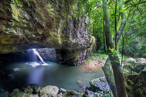 Springbrook AndTamborine Rainforest Tour Incl Natural Bridge And Glow Worm Cave - Sunshine Coast Tourism 0
