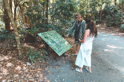 Springbrook AndTamborine Rainforest Tour Incl Natural Bridge And Glow Worm Cave - Sunshine Coast Tourism 16