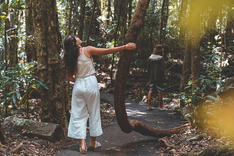 Springbrook AndTamborine Rainforest Tour Incl Natural Bridge And Glow Worm Cave - Sunshine Coast Tourism 12