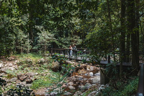 Springbrook AndTamborine Rainforest Tour Incl Natural Bridge And Glow Worm Cave - Sunshine Coast Tourism 19