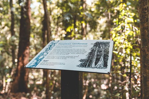 Springbrook AndTamborine Rainforest Tour Incl Natural Bridge And Glow Worm Cave - Sunshine Coast Tourism 14