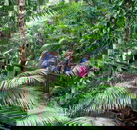 Full Day Daintree Rainforest and Mossman Gorge Tour - Holiday Sunshine Coast