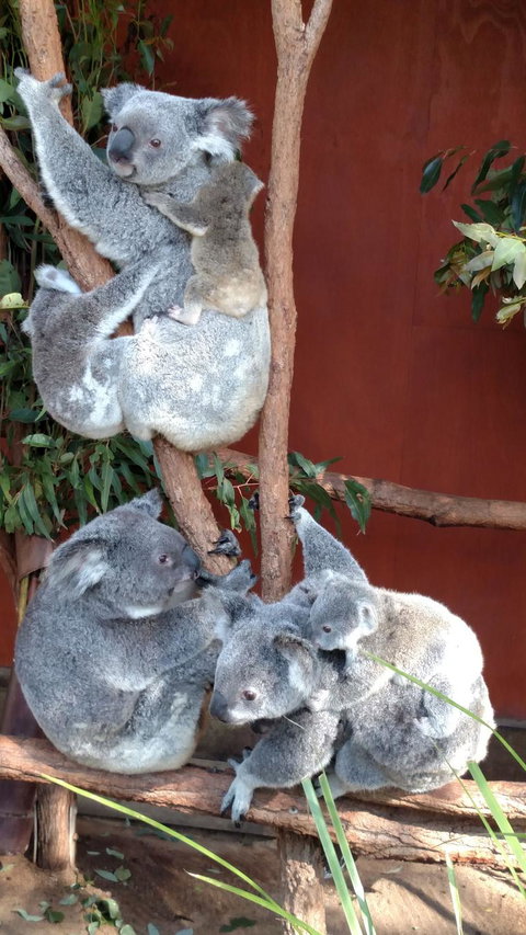 Lone Pine Koala Sanctuary Day Pass - Sunshine Coast Tourism 2