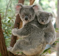 Lone Pine Koala Sanctuary Day Pass - Sunshine Coast Tourism