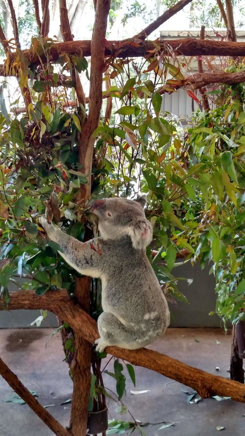 Lone Pine Koala Sanctuary Day Pass - Sunshine Coast Tourism 5