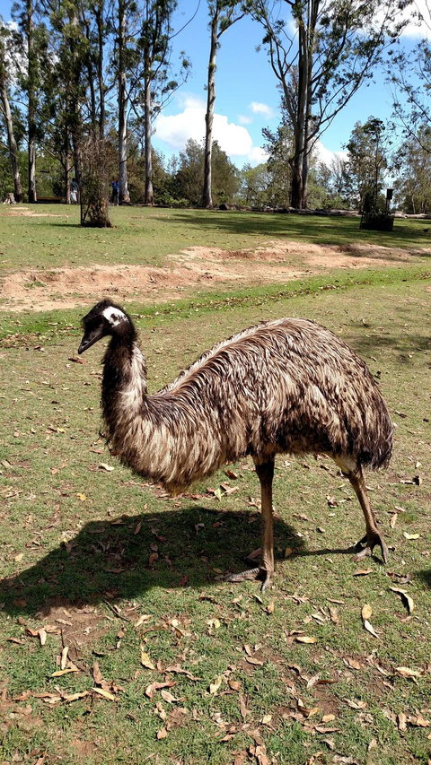 Lone Pine Koala Sanctuary Day Pass - Sunshine Coast Tourism 8