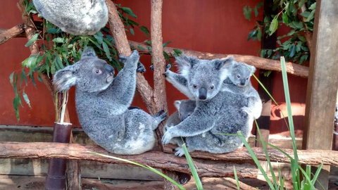 Lone Pine Koala Sanctuary Day Pass - Sunshine Coast Tourism 3