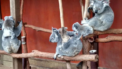 Lone Pine Koala Sanctuary Day Pass - Sunshine Coast Tourism 4
