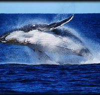 Whale Watching Cruise from Redcliffe Brisbane or the Sunshine Coast - Sunshine Coast Tourism