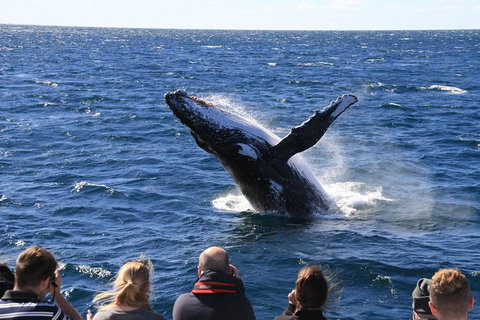 Whale Watching Cruise From Redcliffe, Brisbane Or The Sunshine Coast - Sunshine Coast Tourism 11