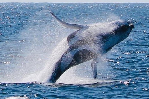 Whale Watching Cruise From Redcliffe, Brisbane Or The Sunshine Coast - Sunshine Coast Tourism 9