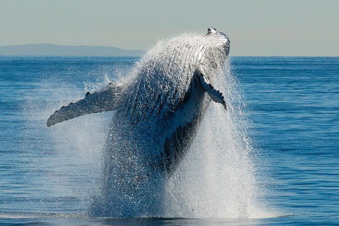 Whale Watching Cruise From Redcliffe, Brisbane Or The Sunshine Coast - Sunshine Coast Tourism 10
