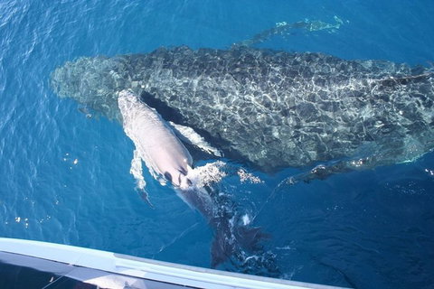 Whale Watching Cruise From Redcliffe, Brisbane Or The Sunshine Coast - Sunshine Coast Tourism 7