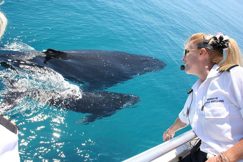 Whale Watching Cruise From Redcliffe, Brisbane Or The Sunshine Coast - Sunshine Coast Tourism 1