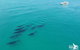 Whale Watching Cruise From Redcliffe, Brisbane Or The Sunshine Coast - thumb 6