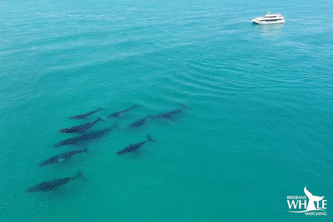 Whale Watching Cruise From Redcliffe, Brisbane Or The Sunshine Coast - Sunshine Coast Tourism 6
