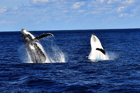 Whale Watching Cruise From Redcliffe, Brisbane Or The Sunshine Coast - Sunshine Coast Tourism 5