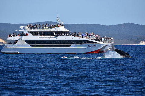 Whale Watching Cruise From Redcliffe, Brisbane Or The Sunshine Coast - Sunshine Coast Tourism 2