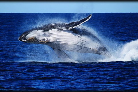 Whale Watching Cruise From Redcliffe, Brisbane Or The Sunshine Coast - Sunshine Coast Tourism 8