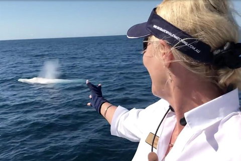 Whale Watching Cruise From Redcliffe, Brisbane Or The Sunshine Coast - Sunshine Coast Tourism 4