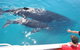 Whale Watching Cruise From Redcliffe, Brisbane Or The Sunshine Coast - thumb 3
