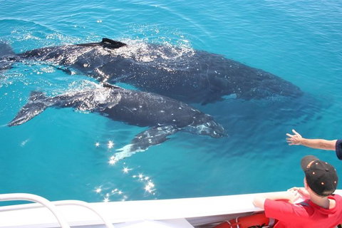 Whale Watching Cruise From Redcliffe, Brisbane Or The Sunshine Coast - Sunshine Coast Tourism 3