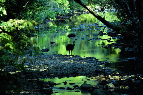 Daintree - Cape Tribulation & Atherton Tablelands Tours From Port Douglas - Holiday Sunshine Coast 1