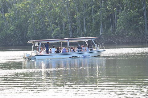 Daintree - Cape Tribulation & Atherton Tablelands Tours From Port Douglas - Holiday Sunshine Coast 16