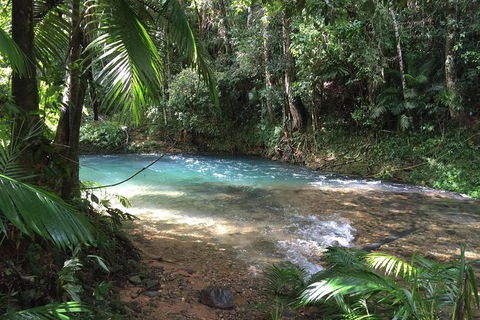 Daintree - Cape Tribulation & Atherton Tablelands Tours From Port Douglas - Holiday Sunshine Coast 5
