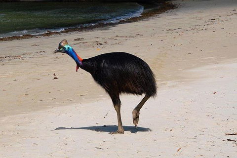 Daintree - Cape Tribulation & Atherton Tablelands Tours From Port Douglas - Holiday Sunshine Coast 17