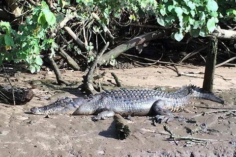 Daintree - Cape Tribulation & Atherton Tablelands Tours From Port Douglas - Holiday Sunshine Coast 24