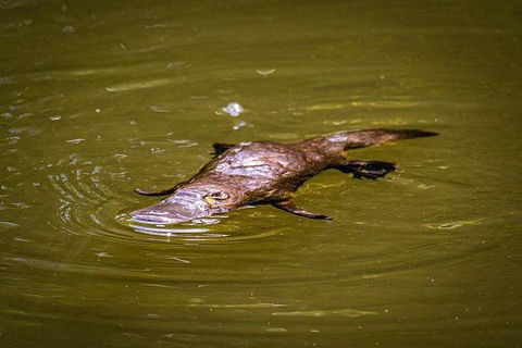 Daintree - Cape Tribulation & Atherton Tablelands Tours From Port Douglas - Holiday Sunshine Coast 27