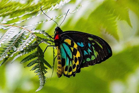 Daintree - Cape Tribulation & Atherton Tablelands Tours From Port Douglas - Holiday Sunshine Coast 19