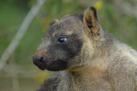Daintree - Cape Tribulation & Atherton Tablelands Tours From Port Douglas - Holiday Sunshine Coast 8