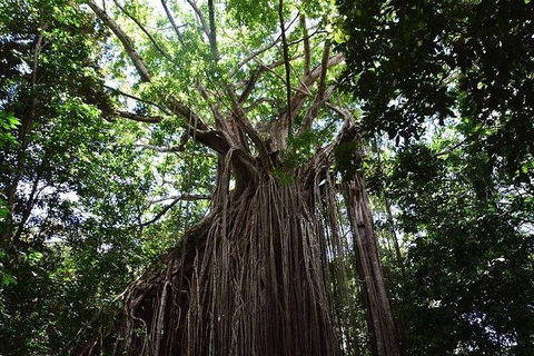 Daintree - Cape Tribulation & Atherton Tablelands Tours From Port Douglas - Holiday Sunshine Coast 20