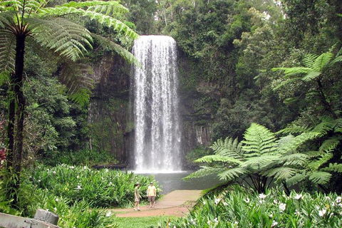 Daintree - Cape Tribulation & Atherton Tablelands Tours From Port Douglas - Holiday Sunshine Coast 12