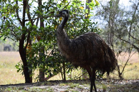 Daintree - Cape Tribulation & Atherton Tablelands Tours From Port Douglas - Holiday Sunshine Coast 29