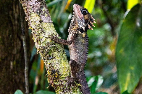 Daintree - Cape Tribulation & Atherton Tablelands Tours From Port Douglas - Holiday Sunshine Coast 7