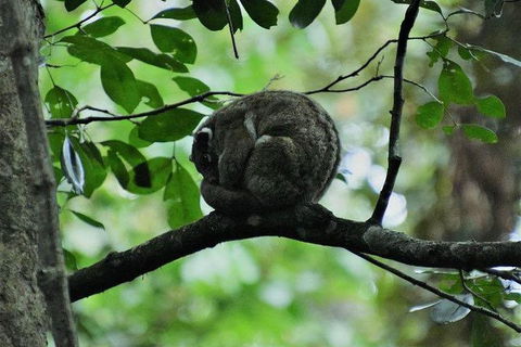 Daintree - Cape Tribulation & Atherton Tablelands Tours From Port Douglas - Holiday Sunshine Coast 11